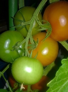 Tomaatti kypsymmässä
